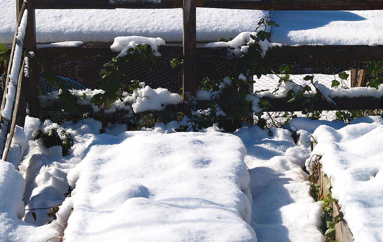 Snow Cover Is Good For Your Home Garden