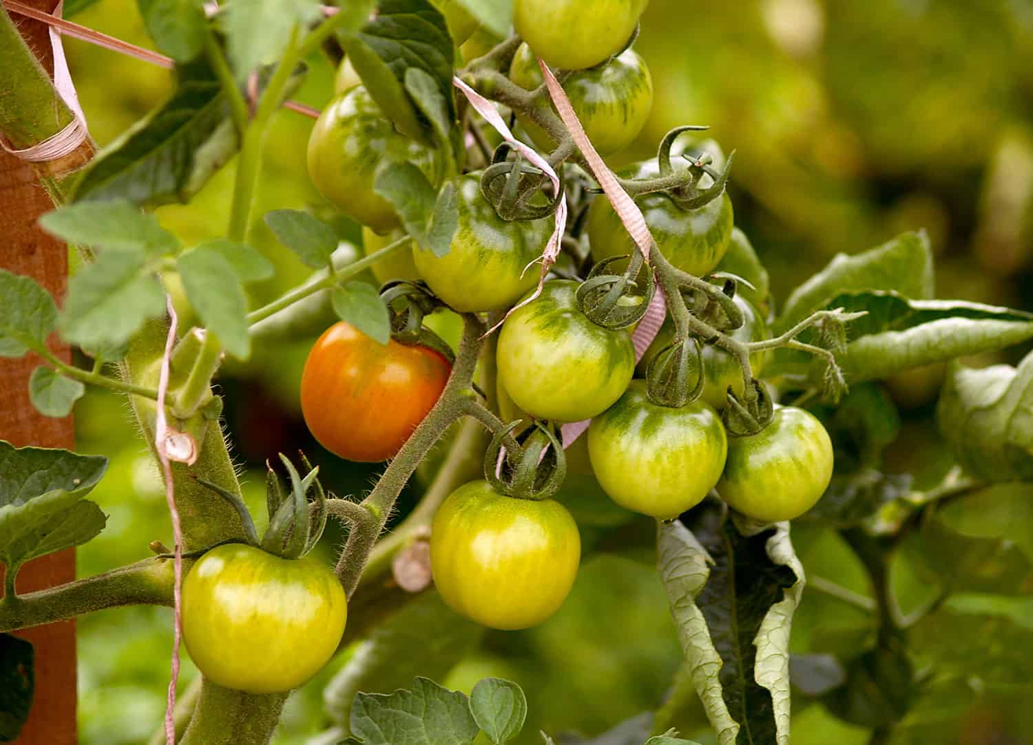 How to Water Tomatoes and other July Gardening Tips * Big Blog of Gardening