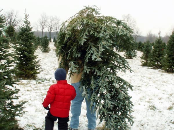 Tips for Buying a Fresh Cut Christmas Tree ⋆ Big Blog Of Gardening