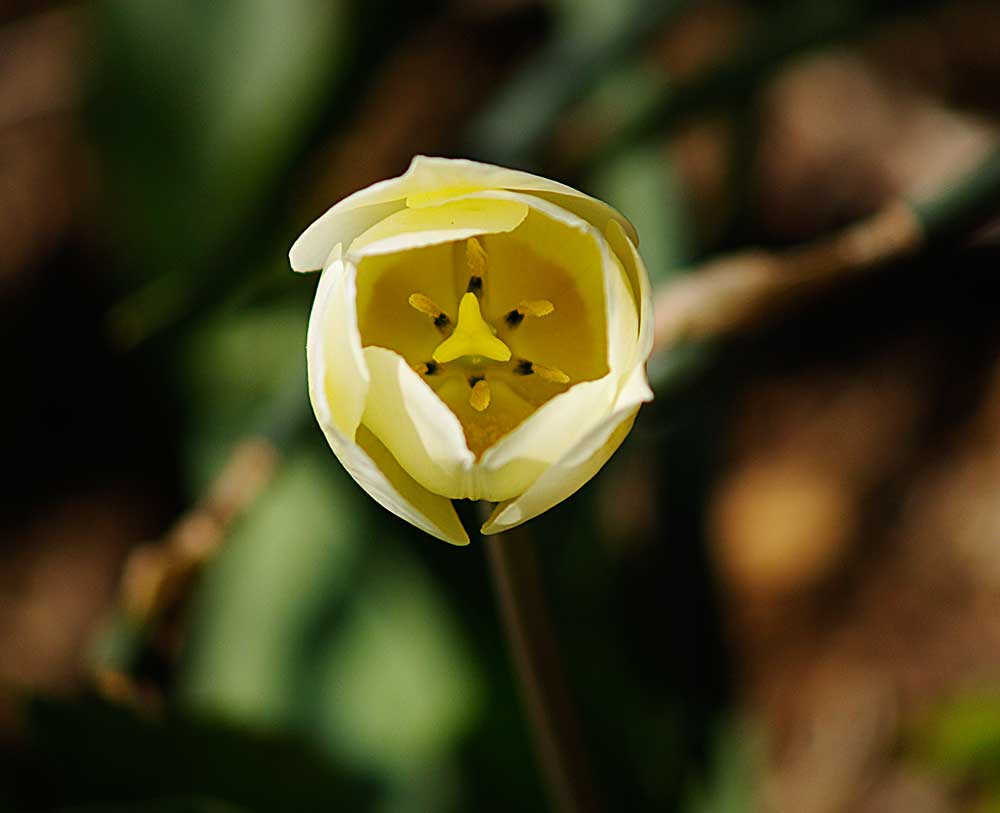 Global warming brings earliest flower bloom ever recorded