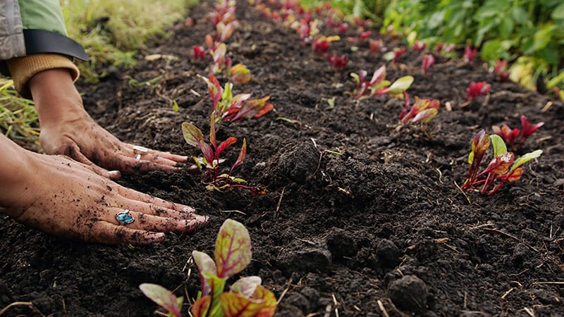What Is Organic Soil Big Blog Of Gardening