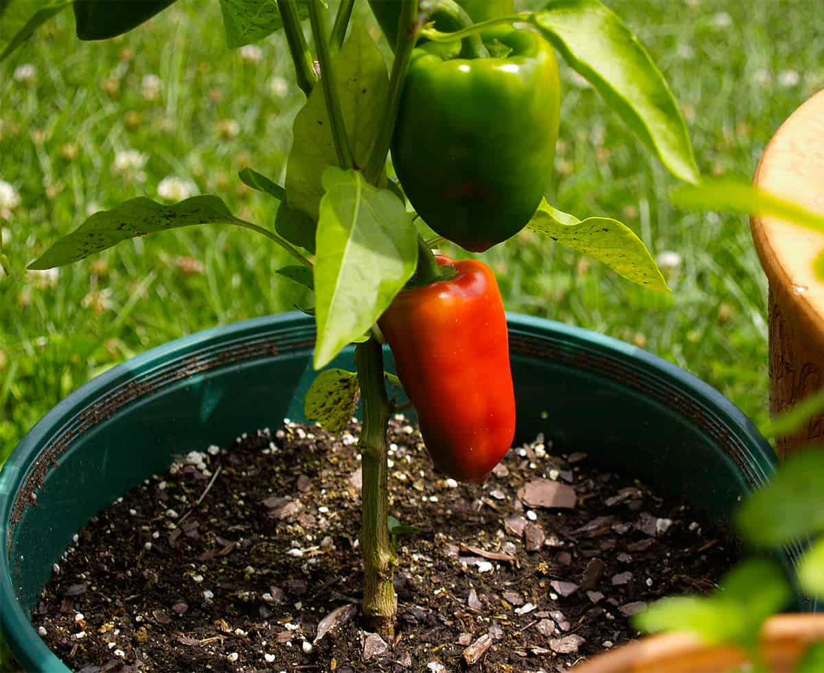 Can you plant hot and sweet peppers together Idea