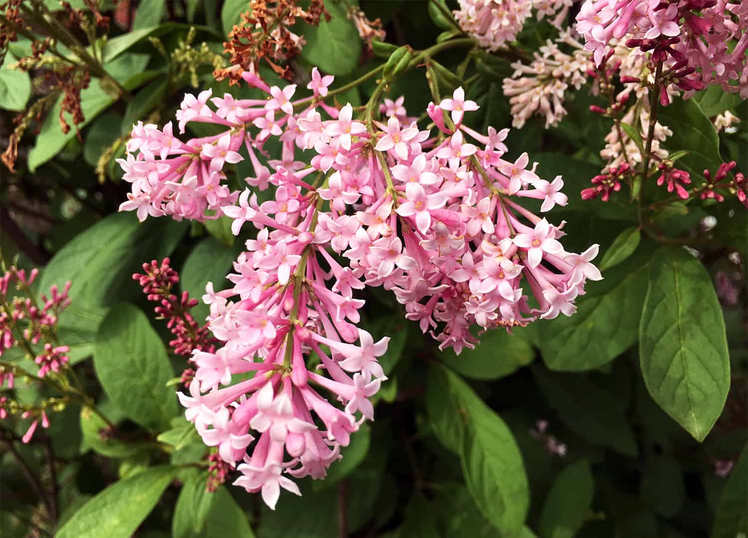 Lilac Bush: Tips on planting and growing ⋆ Big Blog Of Gardening