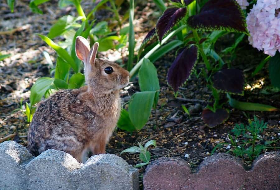 Liquid Fence Review Deer Rabbit Repellent Big Blog Of Gardening