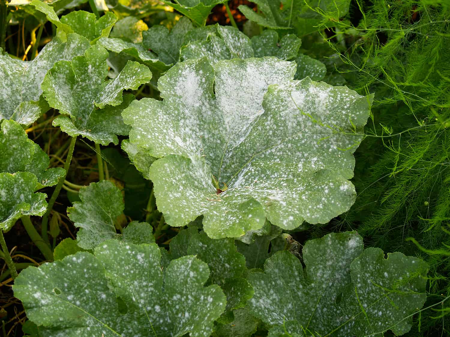 why-powdery-mildew-infected-my-pumpkins