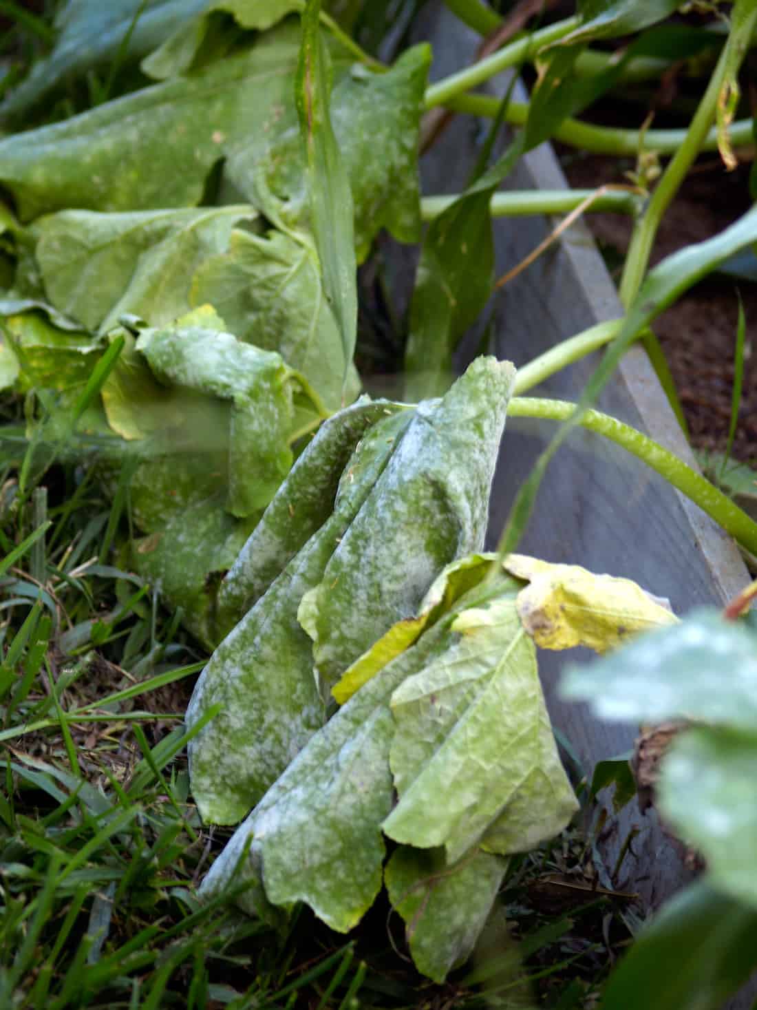 Why Powdery Mildew infected my pumpkins