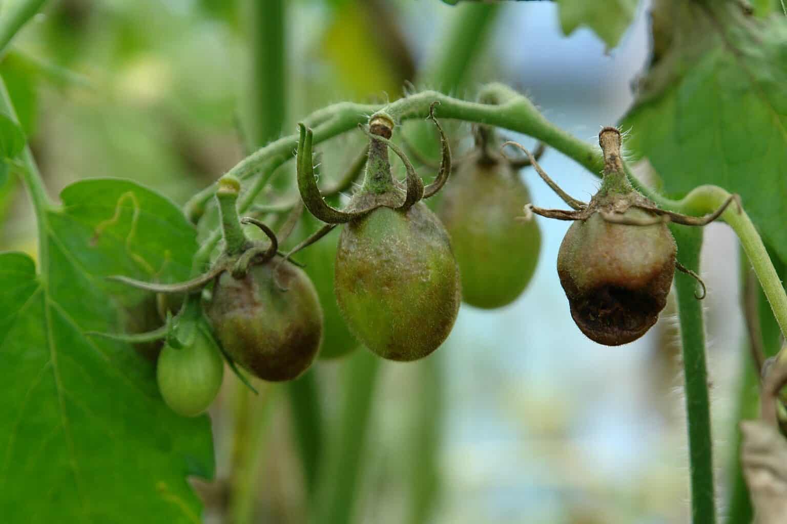 fire blight on tomatoes
