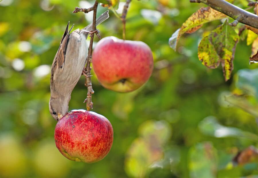 새 먹는 사과 나무에