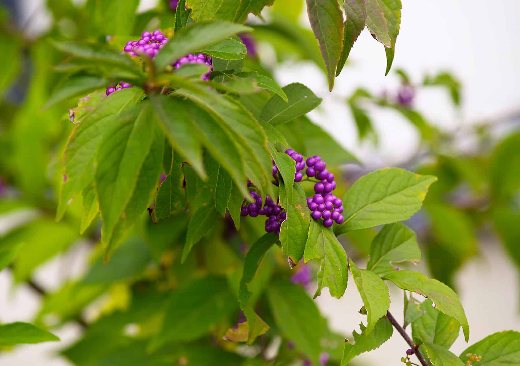 American Beautyberry Falls Favorite Plant For Wildlife Big Blog Of Gardening